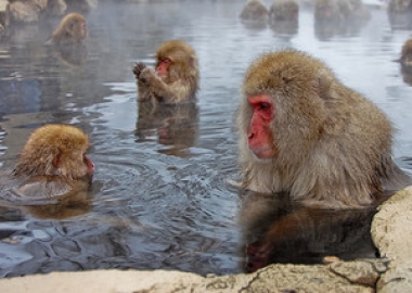 Japanese macaques Jigokudani Yaenkoen Park, Japan
