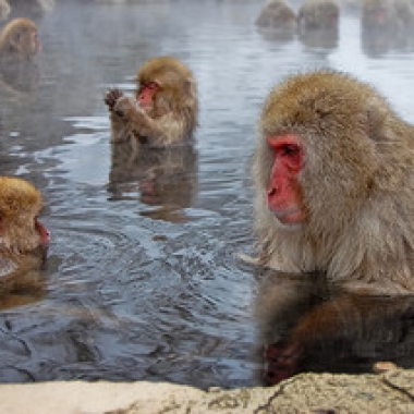 Japanese macaques Jigokudani Yaenkoen Park, Japan